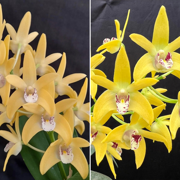 Dendrobium Orchid Wallagoot Journey X Goldenex Journey Dendrobium Orchid Wallagoot Journey X Goldenex Journey
