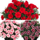 Dianthus Sunflor Collection Dianthus Sunflor Collection