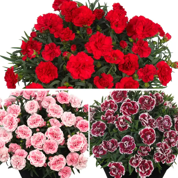 Dianthus Sunflor Collection Dianthus Sunflor Collection