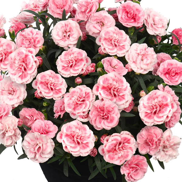 Dianthus Sunflor Orinoco Dianthus Sunflor Orinoco