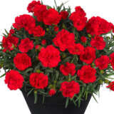 Dianthus Sunflor Red Allura Dianthus Sunflor Red Allura