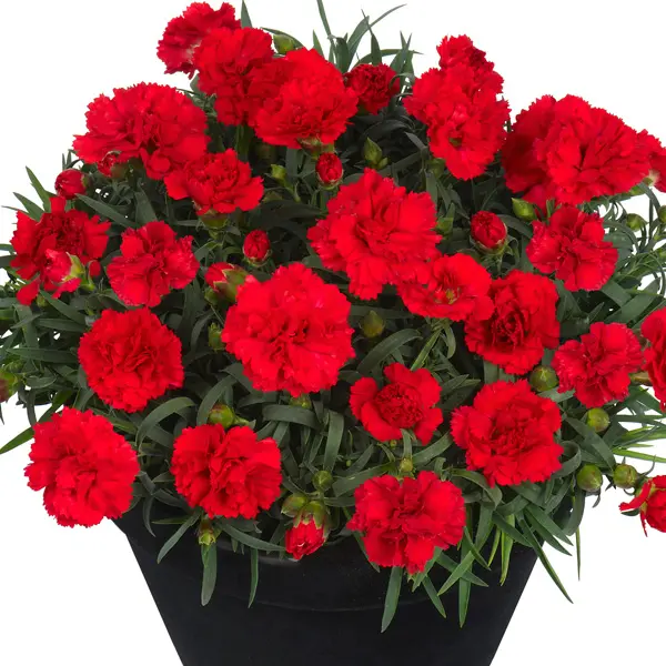 Dianthus Sunflor Red Allura Dianthus Sunflor Red Allura