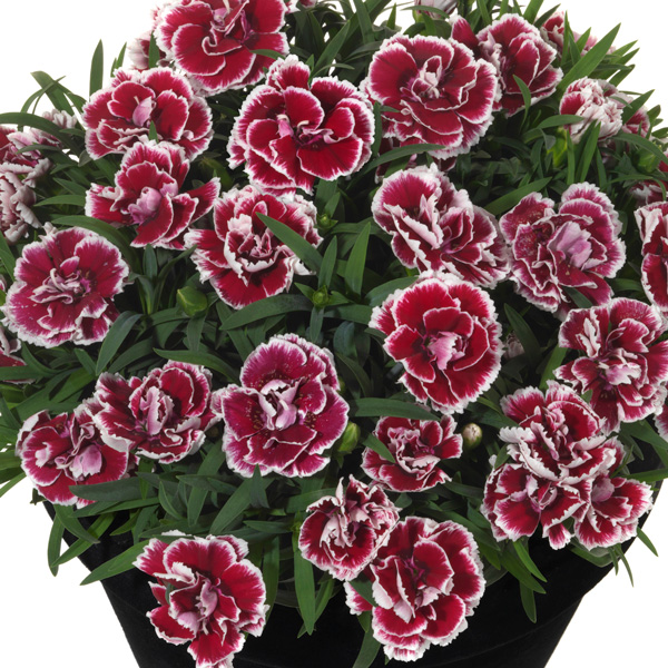 Dianthus Sunflor Sofia Dianthus Sunflor Sofia