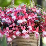 Fuchsia Bella Hilda P68fucbhi - Garden Express Australia