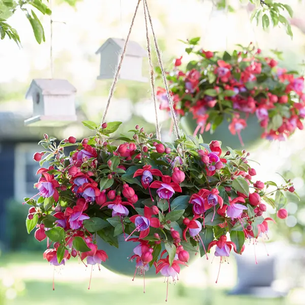 Fuchsia Bella Lydia