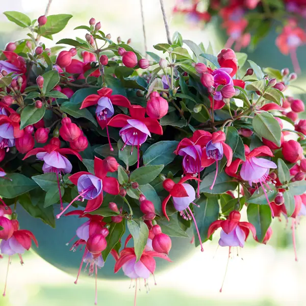 Fuchsia Bella Lydia