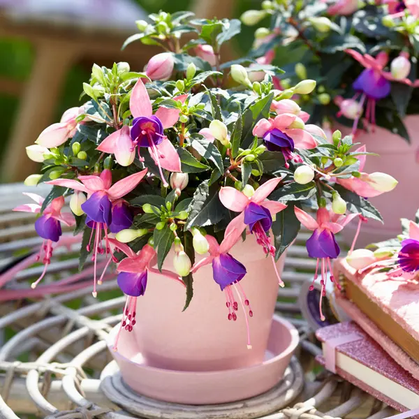 Fuchsia Bella Mariska Fuchsia Bella Mariska