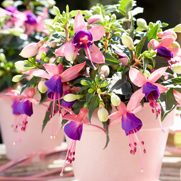 Fuchsia Bella Mariska Fuchsia Bella Mariska