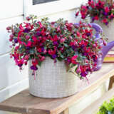Fuchsia Bella Soila Fuchsia Bella Soila
