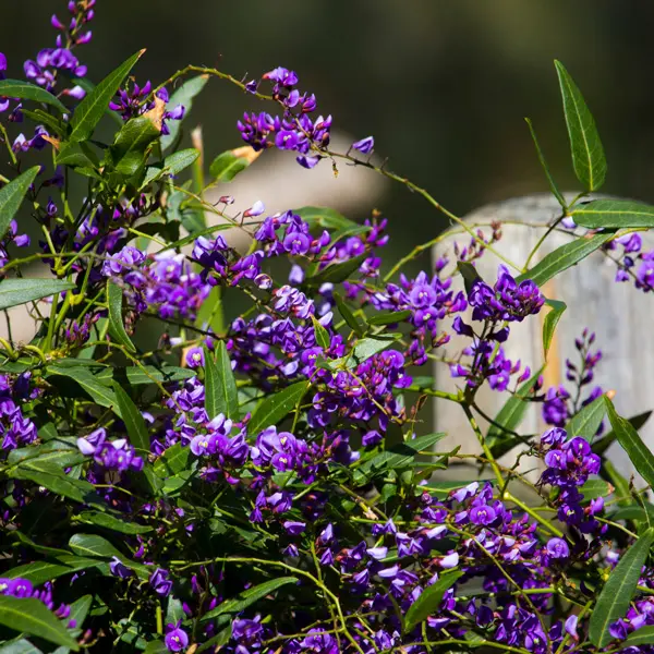 Hardenbergia Purple Spray (Pbr) Hardenbergia Purple Spray (Pbr)