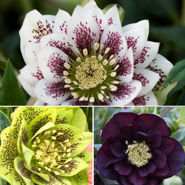 Hellebore Double Collection 2 Hellebore Double Collection 2
