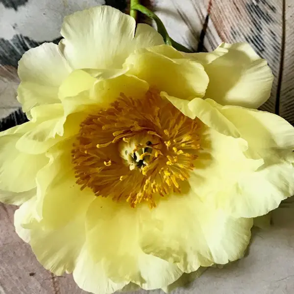 Itoh Peony Yellow Doodle Dandy Itoh Peony Yellow Doodle Dandy