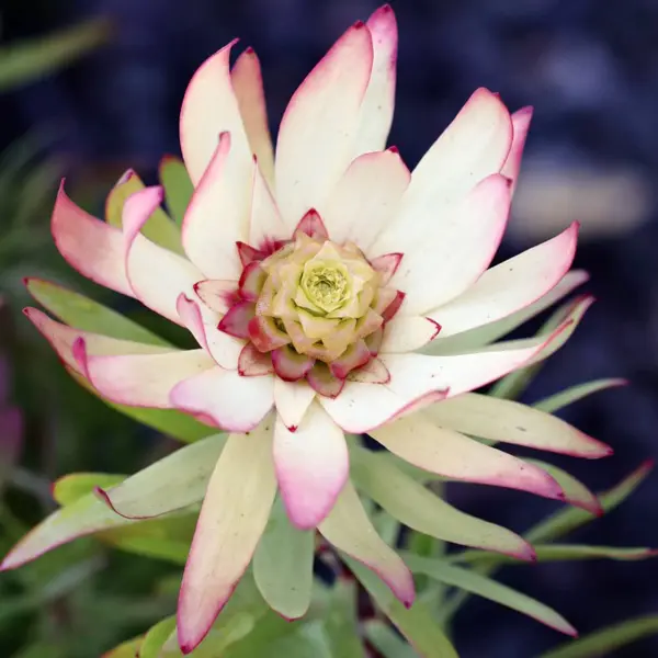 Leucadendron Sacred Dream