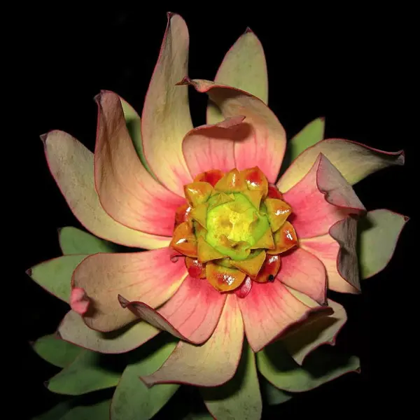 Leucadendron Sacred Wish Leucadendron Sacred Wish