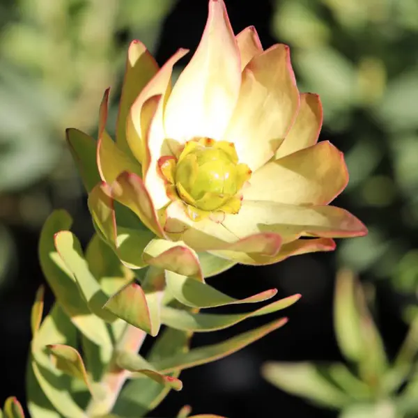 Leucadendron Sacred Wish Leucadendron Sacred Wish