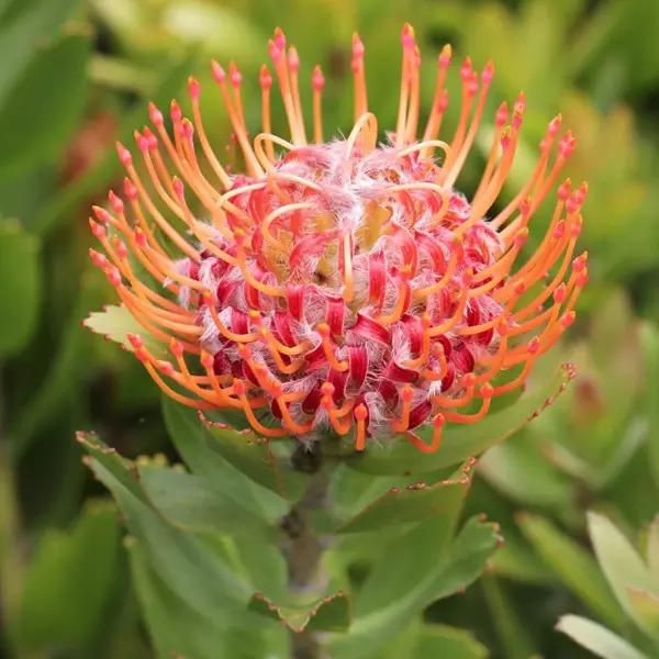 Leucospermum Dancer Leucospermum Dancer