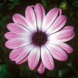 Osteospermum Power Packed Light Pink Osteospermum Power Packed Light Pink
