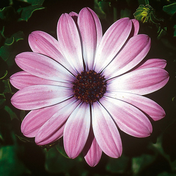 Osteospermum Power Packed Light Pink Osteospermum Power Packed Light Pink