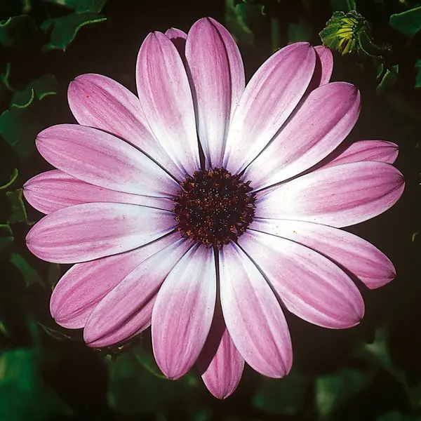 Osteospermum Power Packed Light Pink Osteospermum Power Packed Light Pink