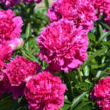 Peony Rose Felix Supreme Pkprofsu - Garden Express Australia