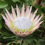 Protea King Duo Protea King Duo