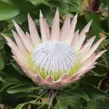 Protea King Duo Protea King Duo