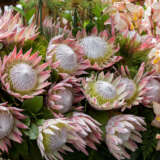 Protea King Pink P10prokpi - Garden Express Australia