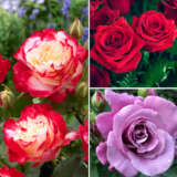 Rose Olde Favourite Collection 3 Roses