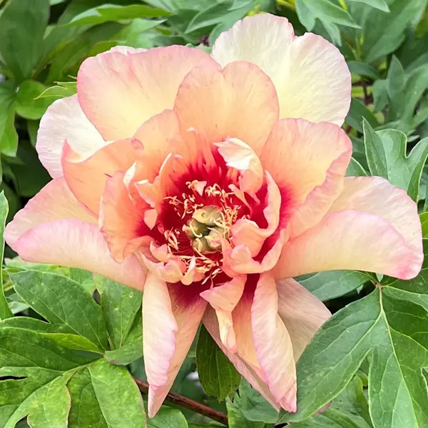 Itoh Peony Callies Memory Itoh Peony Callies Memory