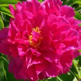 Tree Peony Kaoh Pktpakao - Garden Express Australia
