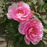 Tree Peony Marie Laurencin Pktpamla - Garden Express Australia