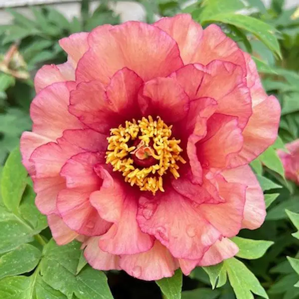 Tree Peony Ruffled Sunset Tree Peony Ruffled Sunset