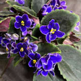 African Violet Blue With Edge African Violet Blue With Edge