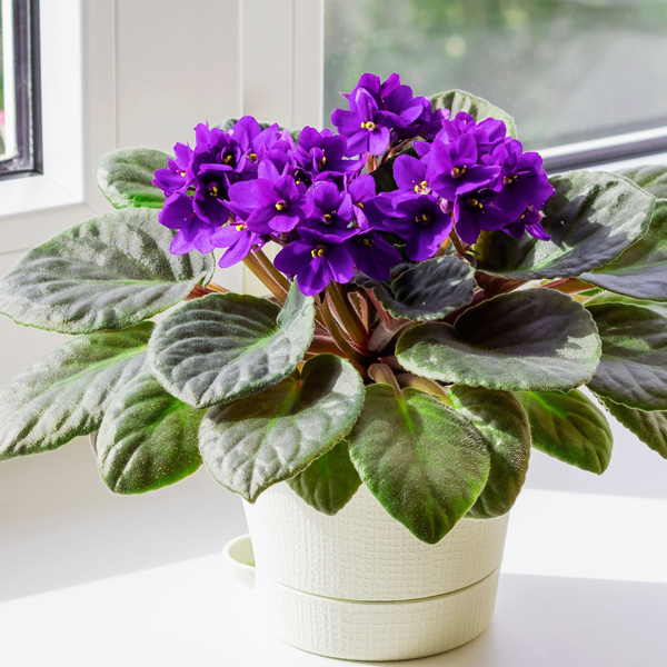 African Violet Maxi Alice Purple African Violet Maxi Alice Purple