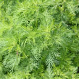 Artemisia Lads Love Artemisia Lads Love