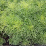 Artemisia Lads Love Lpoartllo - Garden Express Australia