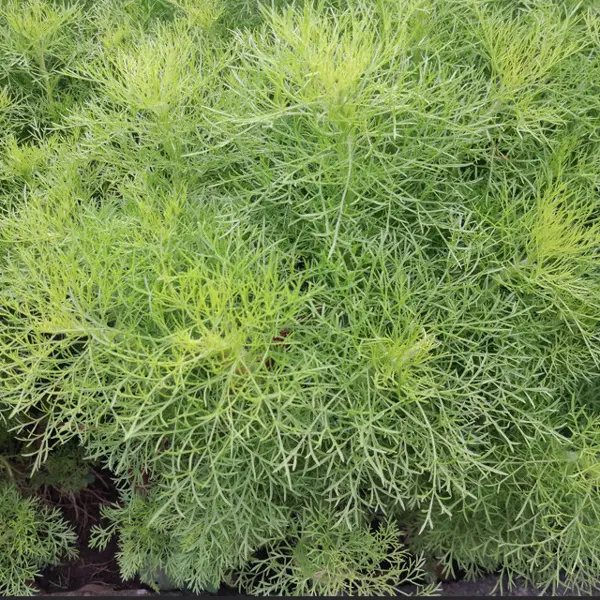 Artemisia Lads Love Artemisia Lads Love