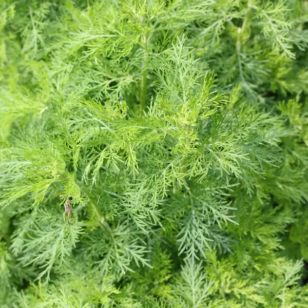 Artemisia Lads Love Artemisia Lads Love