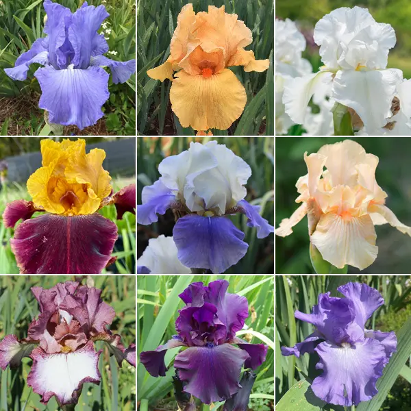 Bearded Iris Ultimate Collection Bearded Iris Ultimate Collection