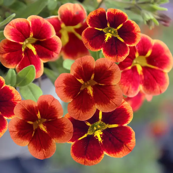 Calibrachoa Starjump Orange Calibrachoa Starjump Orange