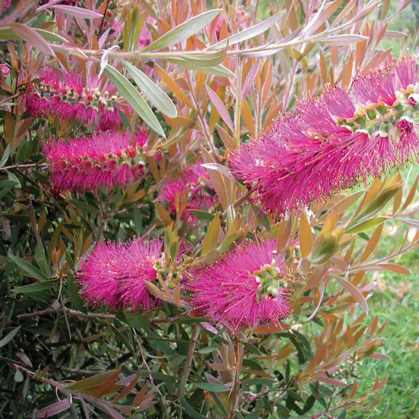 Callistemon Rosy Morn Callistemon Rosy Morn