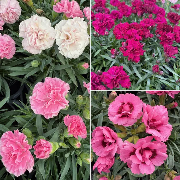Carnation Dinamic Collection Carnation Dinamic Collection