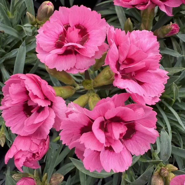 Carnation Dinamic Pink Eye Carnation Dinamic Pink Eye