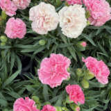 Carnation Dinamic Pink To White