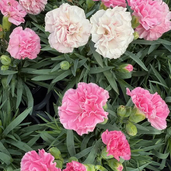 Carnation Dinamic Pink To White Carnation Dinamic Pink To White