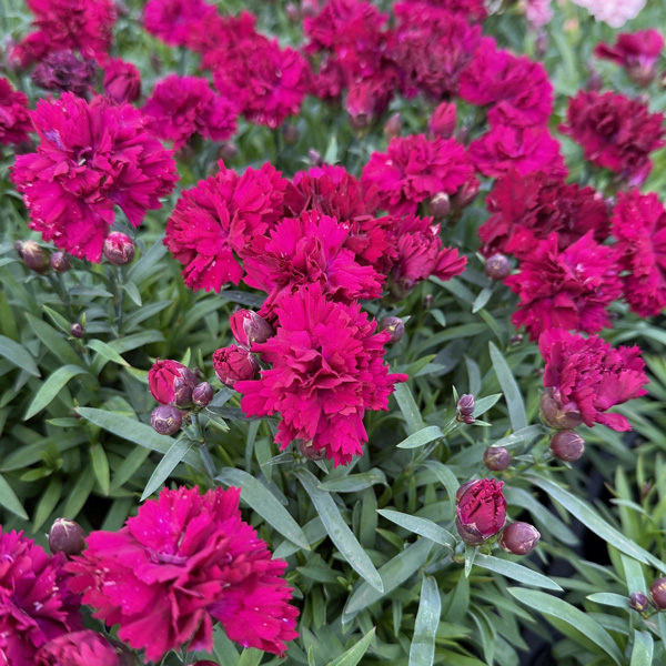 Carnation Dinamic Violet Carnation Dinamic Violet