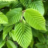 Carpinus Hornbeam Carpinus Hornbeam