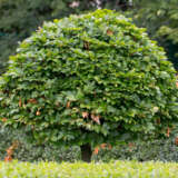 Carpinus Hornbeam Tsecarhbe - Garden Express Australia