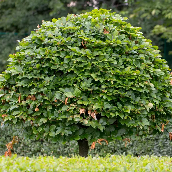 Carpinus Hornbeam Carpinus Hornbeam