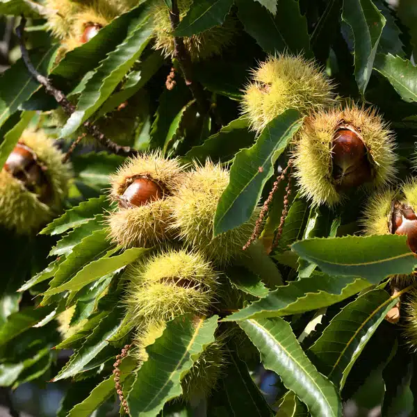 Chestnut Chestnut